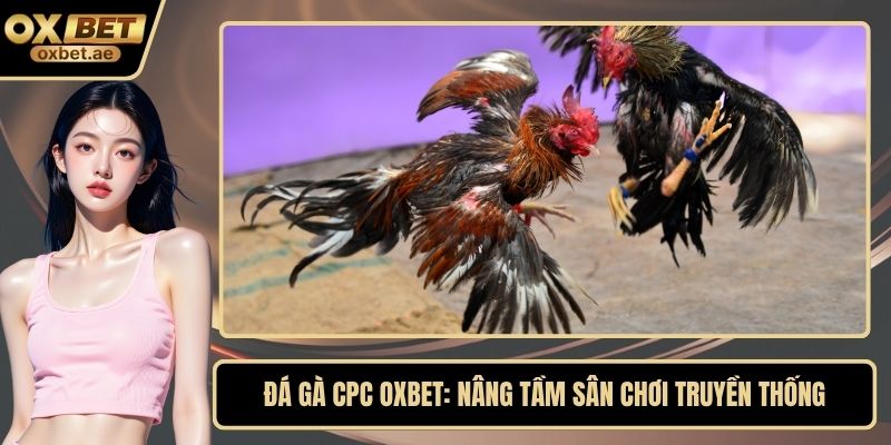 Đá gà CPC OXBET